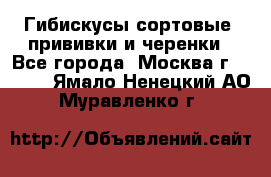 Гибискусы сортовые, прививки и черенки - Все города, Москва г.  »    . Ямало-Ненецкий АО,Муравленко г.